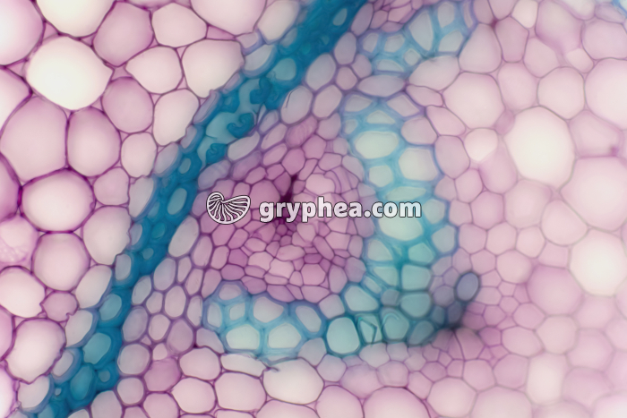 Rhizome de Muguet CT x100 - gryphea.com